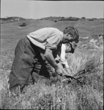 WW 2: grain crop, harvest in Tschamut 1941.