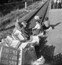 Valais; Apricot producers demonstrate against importation from abroad; 1953.