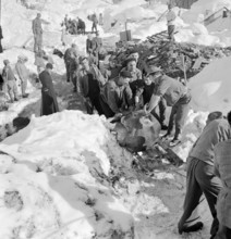 Airolo 1951, Airolo 1951, Removing a dead cow.