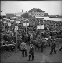Breeding bull market, Zug 1952.