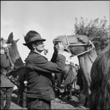 Horse market of Chaindon-Reconvilier, gaze into horse mouth, 1954.