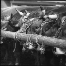 Bulls at the breeding bull market Zug 1962.