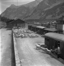 Taking sheep to the alps for the summer months, transhumance 1946.