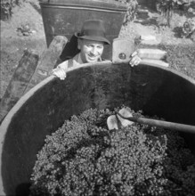 Grape harvest in Hallau, 1959.