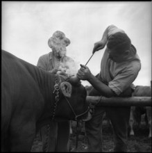 Young bull receiving brand, breeding bull market in Zug 1952.