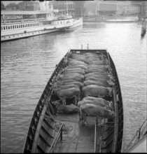 Cattle transport on the Lake Lucerne, 1941.