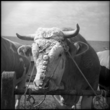Simmental bull at breeding bull market,  Berne 1960.