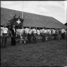 Breeding bull market, awarded specimen with owners, Berne 1960.