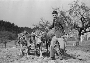 WW2 : farming camp; young man, field, cows, 1941.