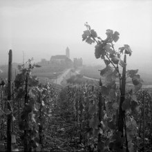 Vineyard near Hallau; 1958.