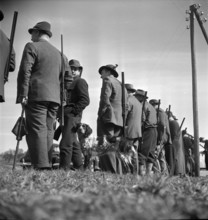 Hunting wild boars in Elgg, 1950.