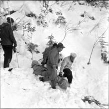 Three workers buried by avalanche near Grindelwald: men recovering a victim; 1956.