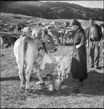 Farmer boy milking, Bettmeralp 1952.