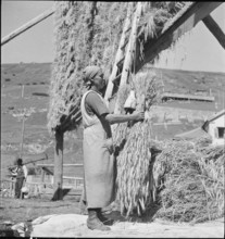 WW 2: grain crop, harvest in Tschamut 1941.
