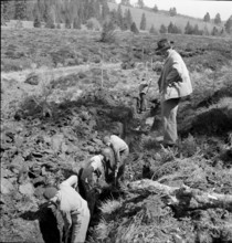 Cutting peat for briquetts; 1942.