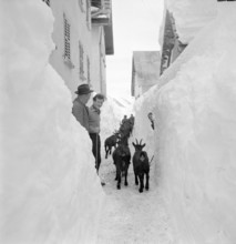 Bedretto valley, evacuation  because of danger of avalanches 1951: Goats are brought away from