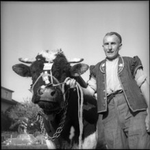 Express, most beautiful bull at breeding bull market Bulle 1951.