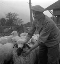 Separation of the sheep in autumn, 1941.