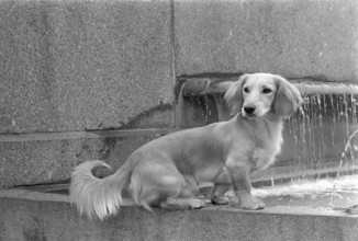 Dachshund Yogi sitting on fountain border 1970.