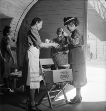 Gathering natural produce for Swiss donation, 1945.
