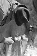Zoo Zurich; animal keeper cropping lama; 1967.