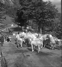Customs at the transport of cows abroad, Creux 1952.