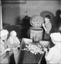 Smashed potatoes; bread dough additive; 1943.