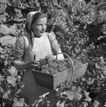 Heidenwein: winegrower at vintage, 1956.