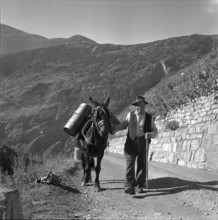 Heidenwein: mule at vintage, 1956.
