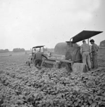 Machine for picking bush beans, 1964.