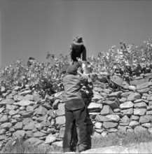 Heidenwein: stonewall in a vineyard, 1956.
