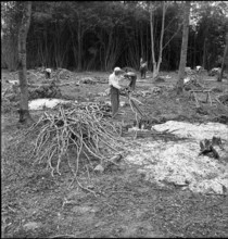 Waldrodung, Landgewi.