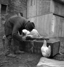 Saillon, slaughtering of the New Year's pig; 1948.