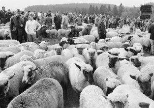 Separation of the sheep in autumn, Riffenmatt 1969.