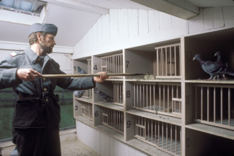 Soldier in the pigeonry, 1984.