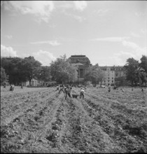 Potato field, potato harvest in the city centre; 1942.