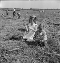 Schoolchildren gleaning; gleanings; 1941.