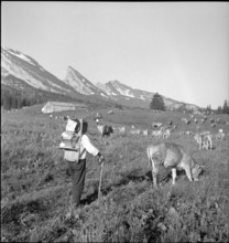 Saanen 1940; Mountain farmer with cattle.