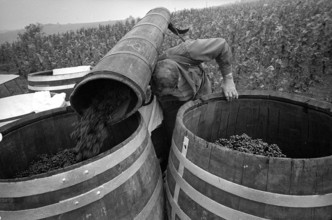 Vintage in Hallau, 1967.