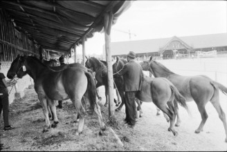 62nd Marche-Concours Saignelegier, horse stable, 1965.