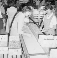 Apricot Harvest in Valais, 1959.