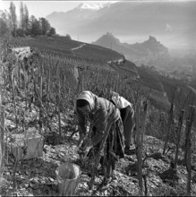 Late vintage to produce Eiswein in Diolly sur Sion, 1962.