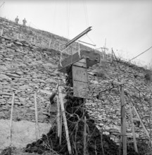 Aerial cableway in a vineyard near Saint-Leonard, 1961.