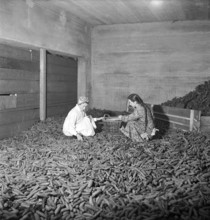 Girls with collected fir cones for heating, 1944.