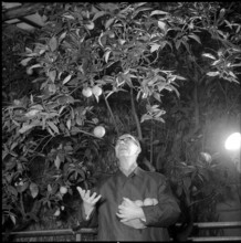 Earl Bernadotte Plucks Oranges, 1964.
