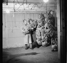 Import of Bananas, 1947.
