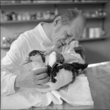 Goose at the veterinary surgeon, Zurich 1973.