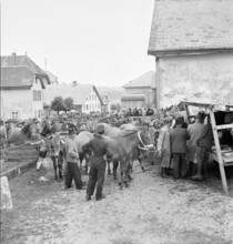 42nd Marche-Concours Saignelegier, horse market, 1945.