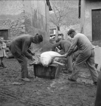 Saillon, slaughtering of the New Year's pig; 1948.