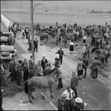Horse market of Chaindon-Reconvilier, 1952.